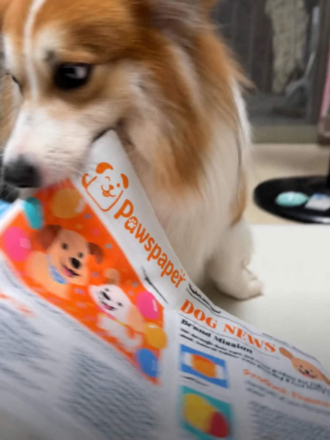 🔥3-Pack Bundle🔥Crinkle Newspaper Dog Toy for Boredom Relief, Interactive Chew Toy for Dogs